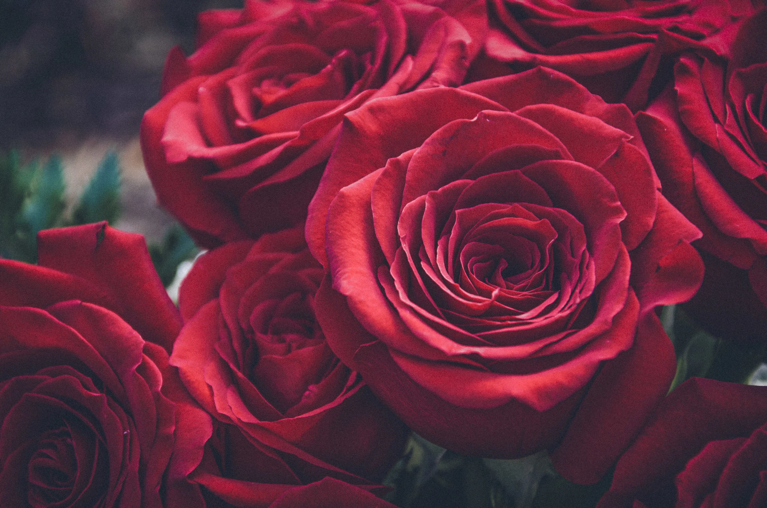 Roses1.jpg