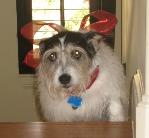 Millie decorated for xmas_0001.jpg