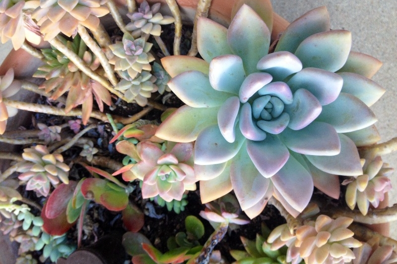 Gorgeous succulents just growing like crazy at the Santa Barbara airport. They were huge!