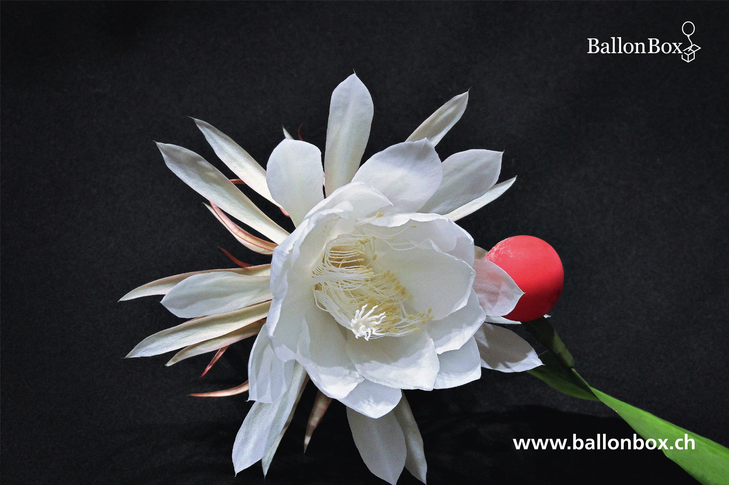 BallonBox_Kalender_18_12.jpg