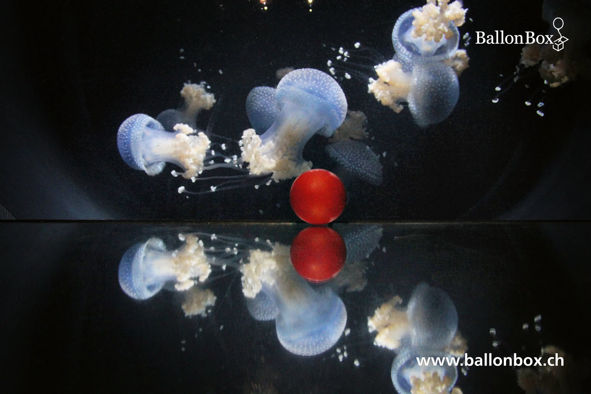BallonBox_Kalender_19-02.jpg