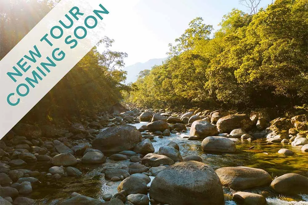 Daintree Rainforest Festival of Music 2027