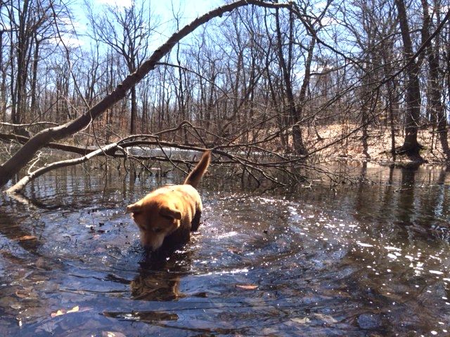 Poncho loves water even in March!