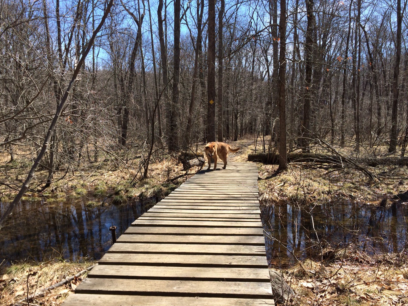Wood footbridge over Griffen Swamp
