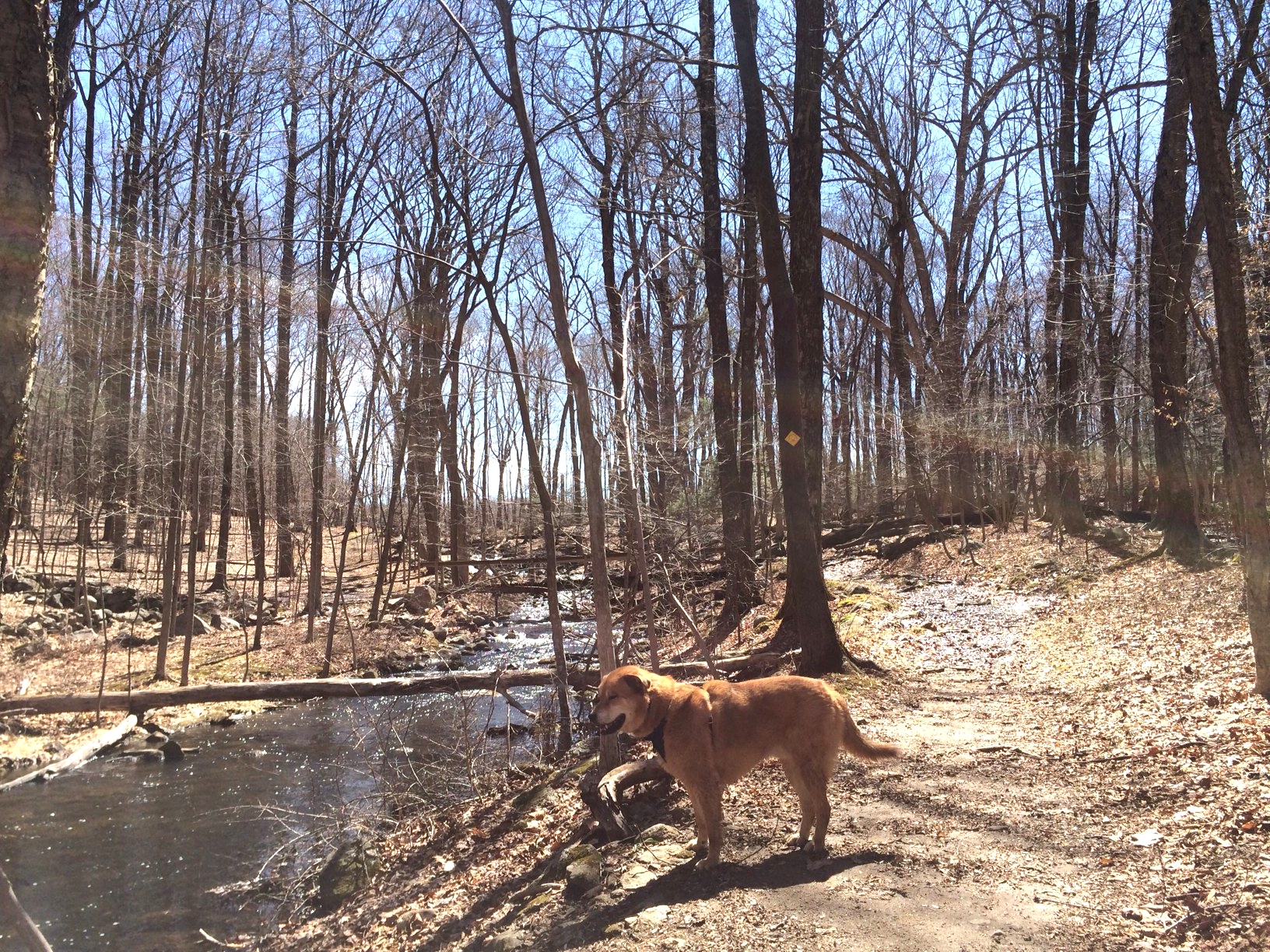 Bailey Brook