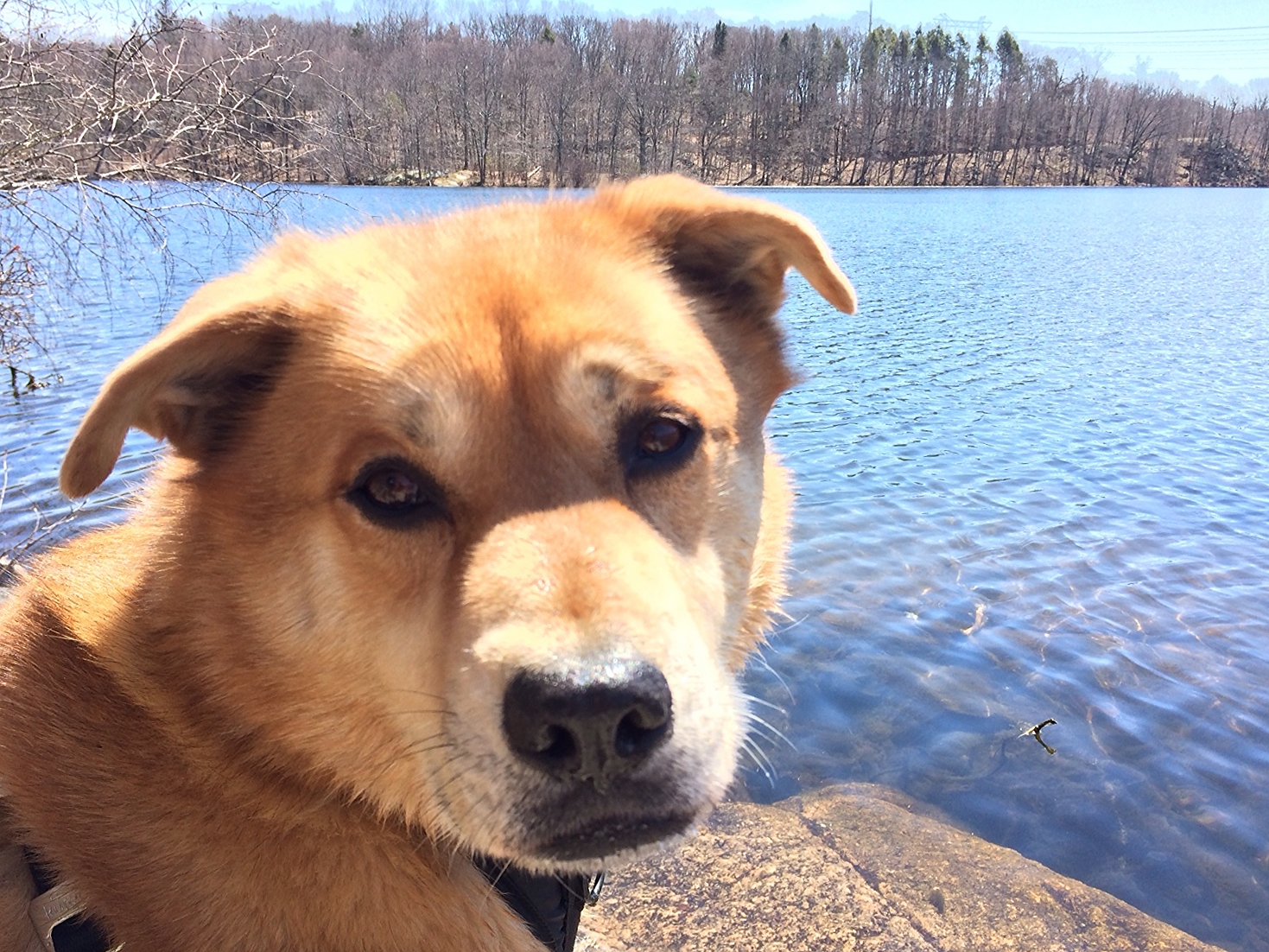 Teatown Lake