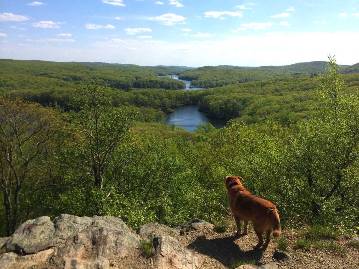 Viewpoint atop Pine Swamp Mountain