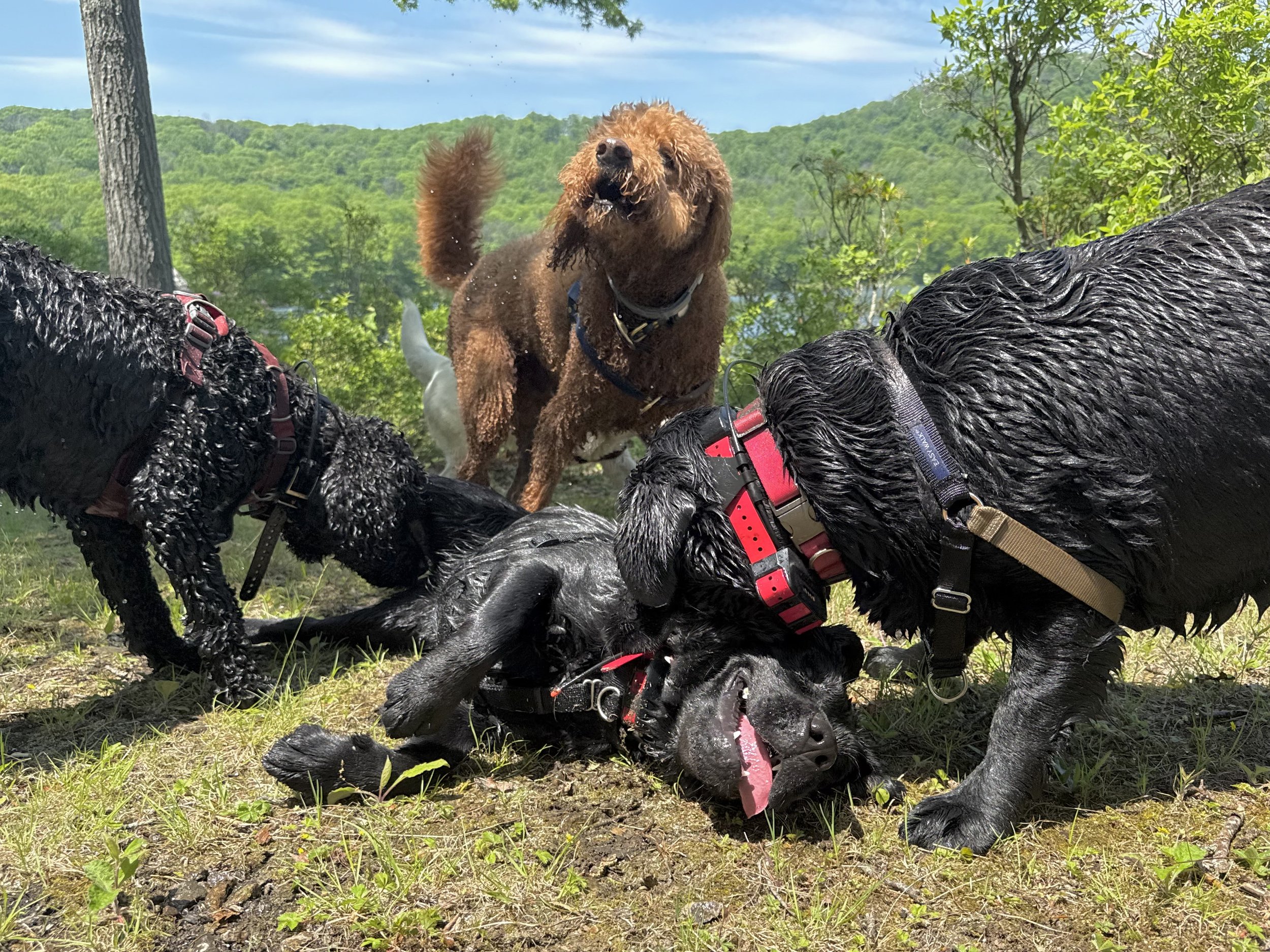 IMG_7333.jpeg