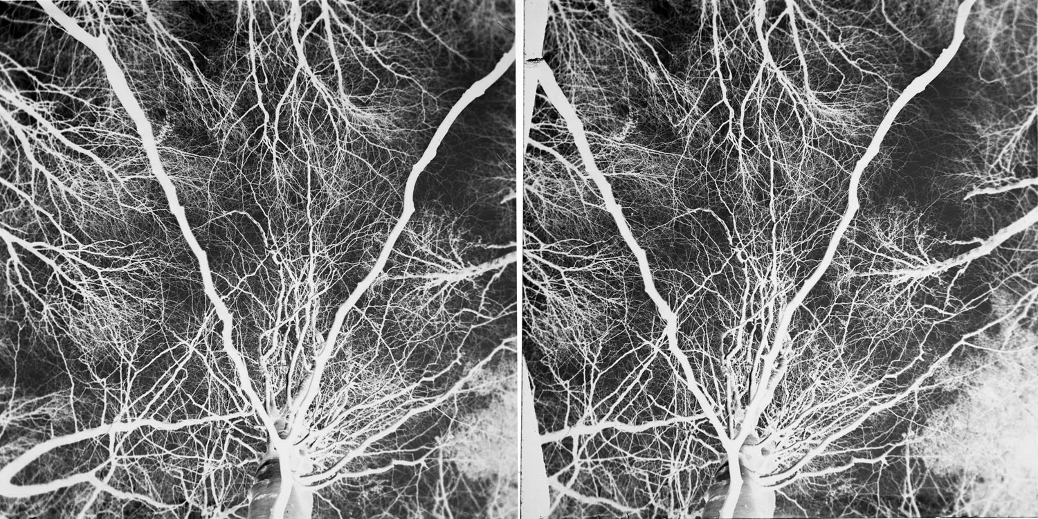019_negative.jpg