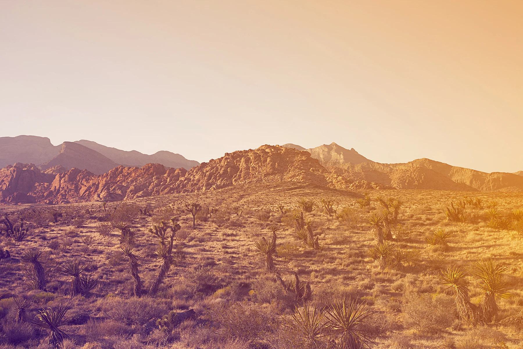 Vegas_Landscape_IMG_2679 web.jpg