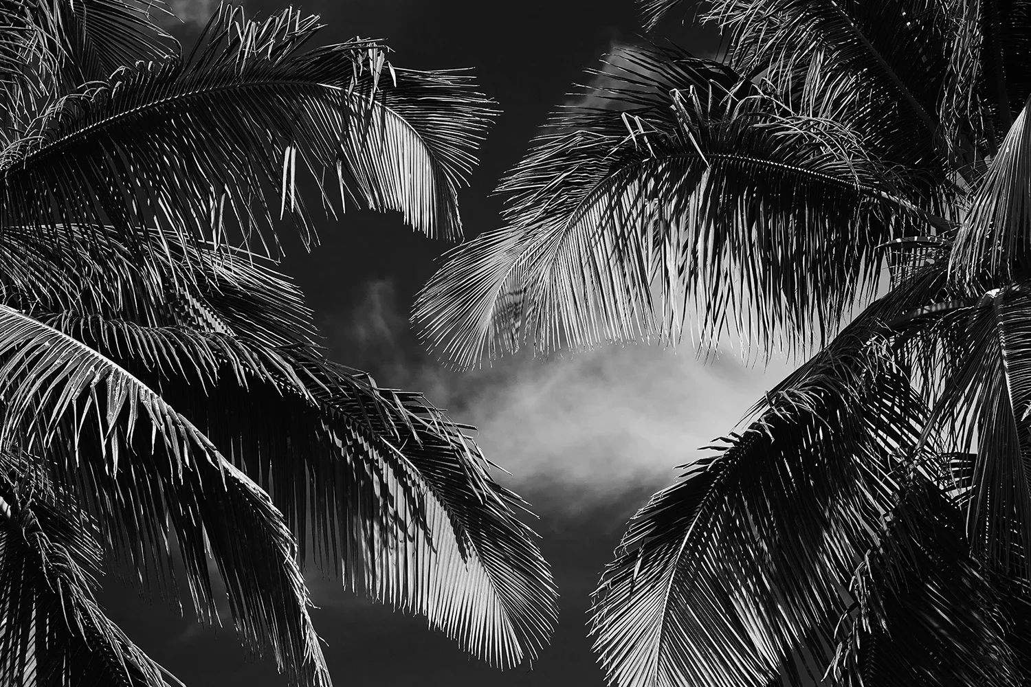 Palms B&W Ret IMG_3022.jpg