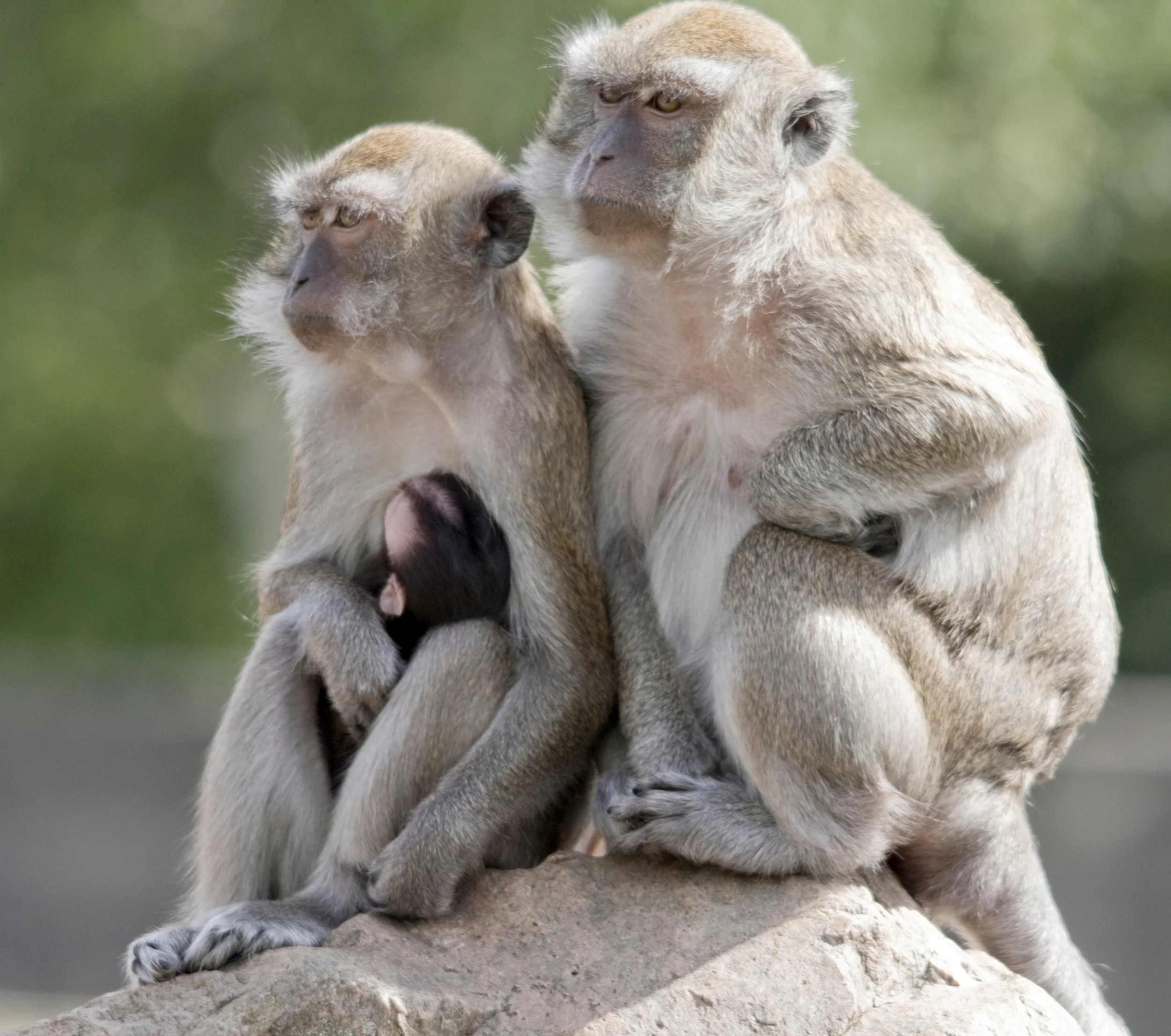 iStock_000009903091Large.jpg