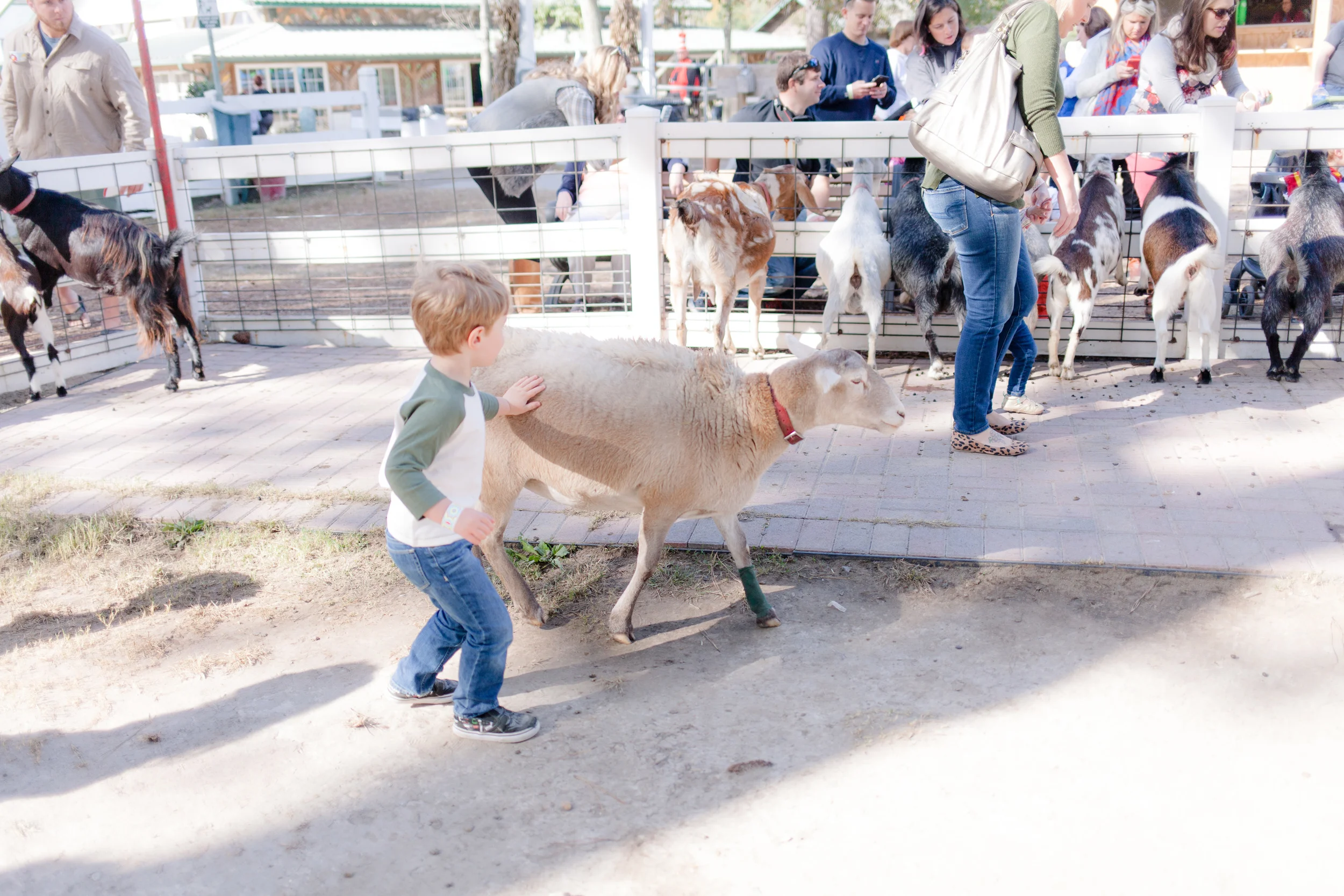 Petting Zoo Fun | Personal