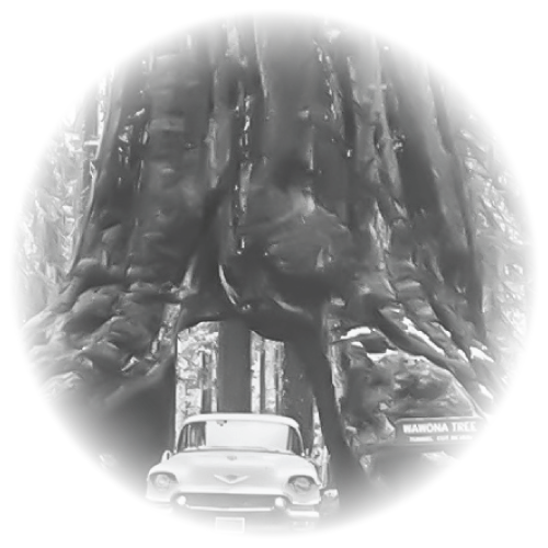 in the grove of wooden men