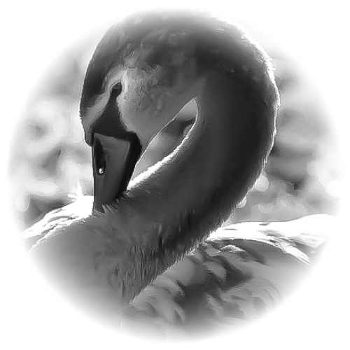 A Cygneture Move