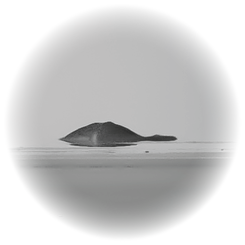 Fata Morgana