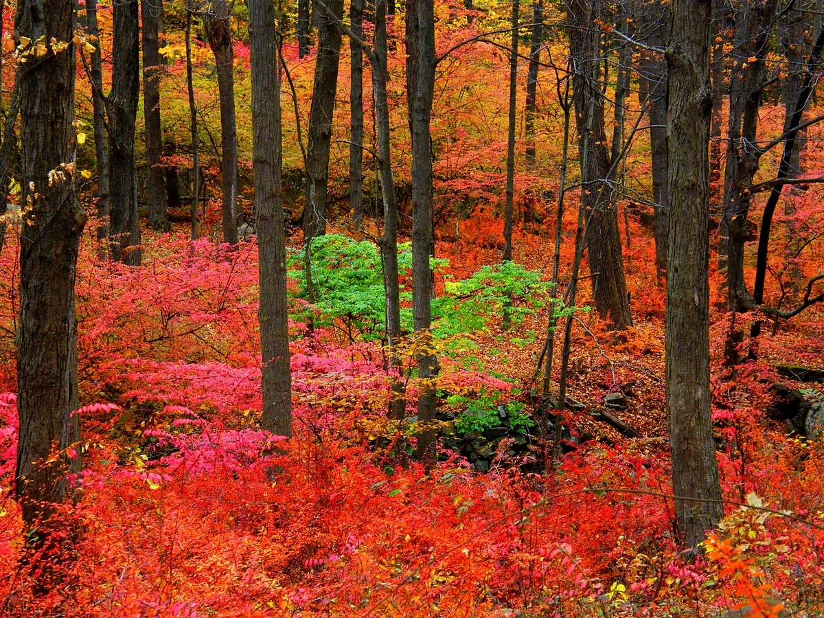 promise in the falling