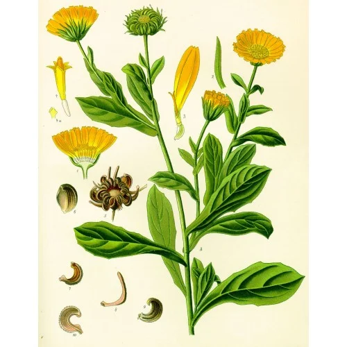 Calendula 