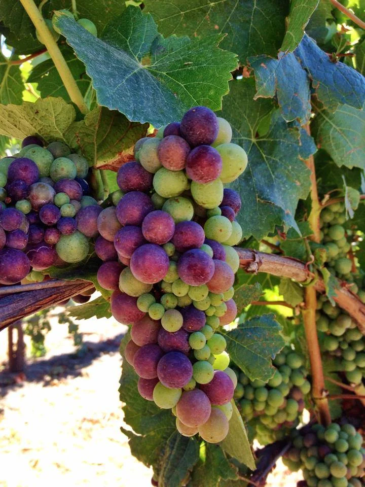 in praise of veraison