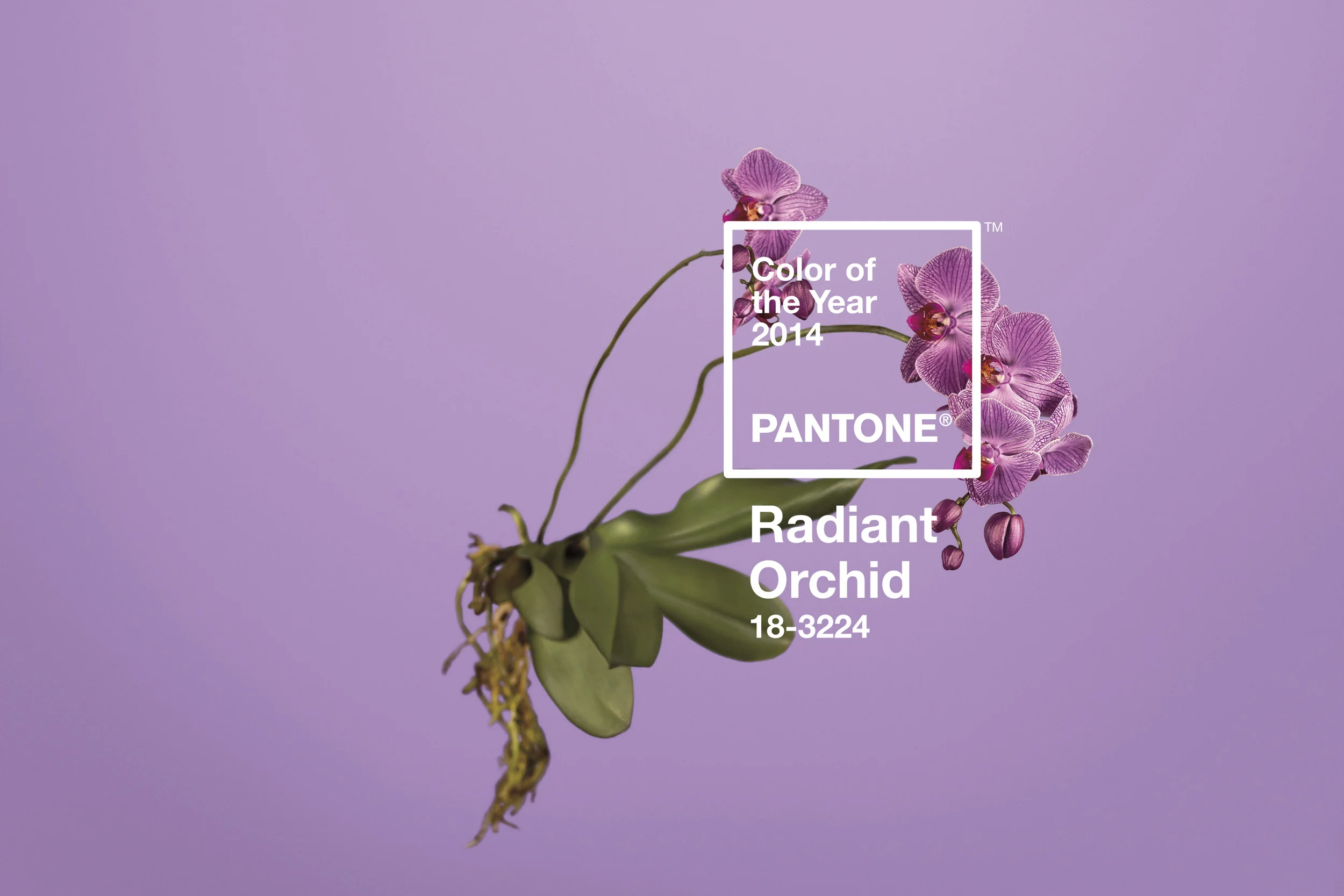 pantone orchid 