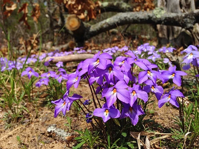 Frost on Violets