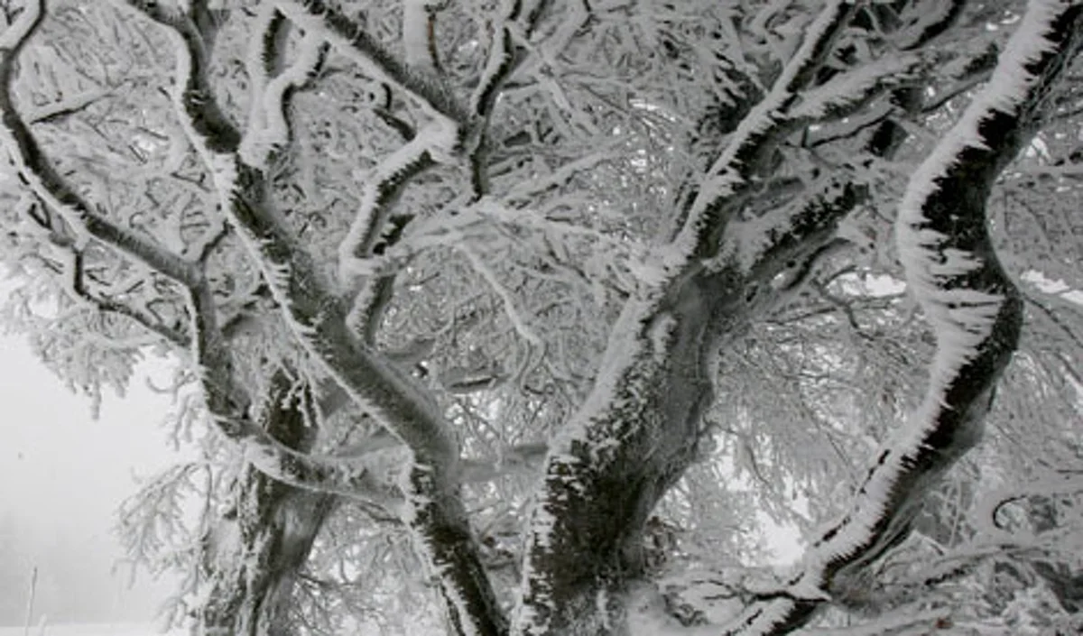 Reset Terse Trees of Ester