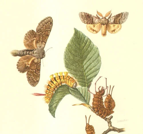 Pudibundus -House, the Vulgar of Home