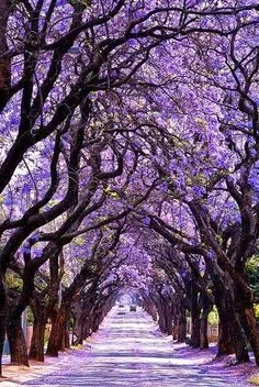 The Jacarandas Are Blooming 
