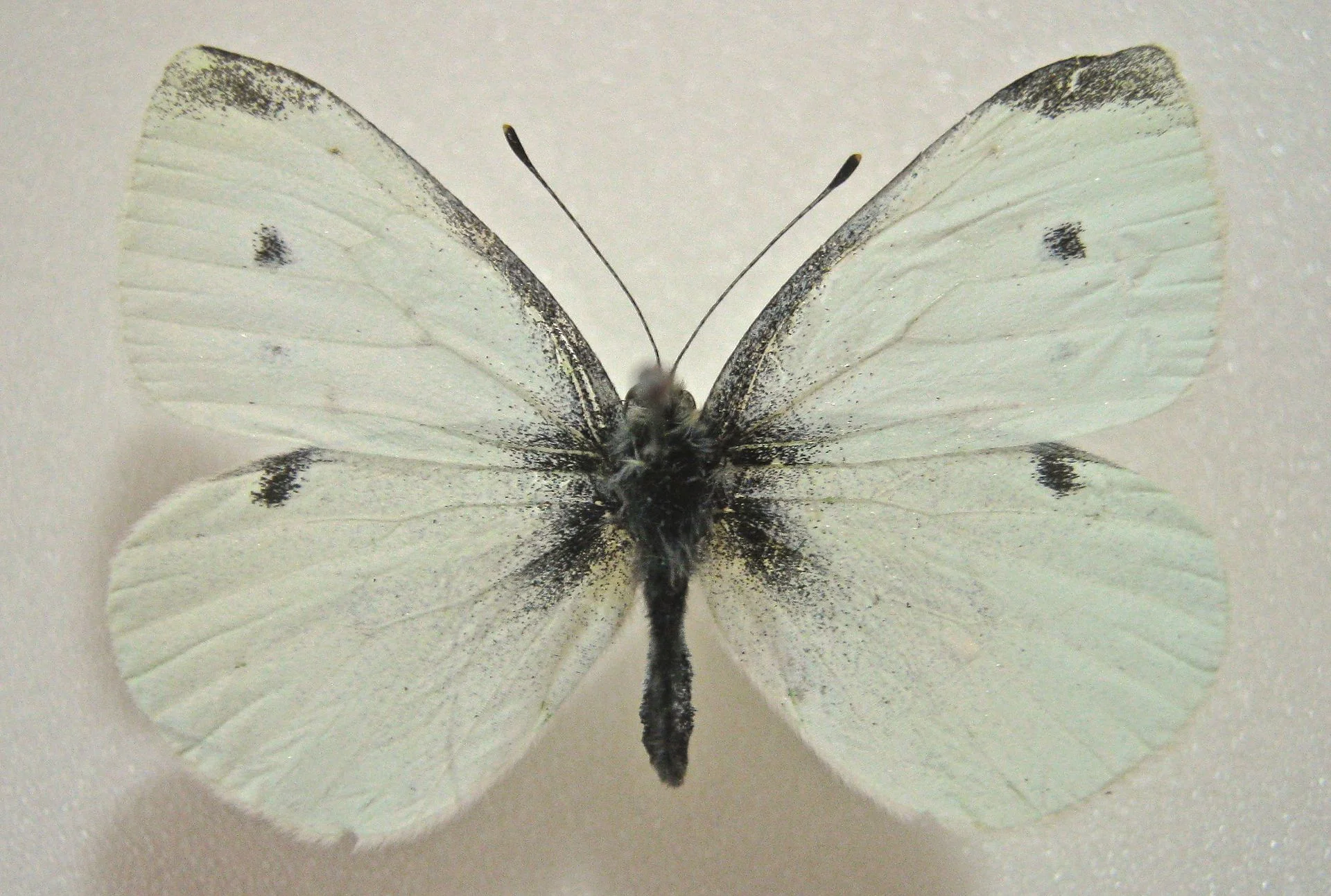 Cabbage White