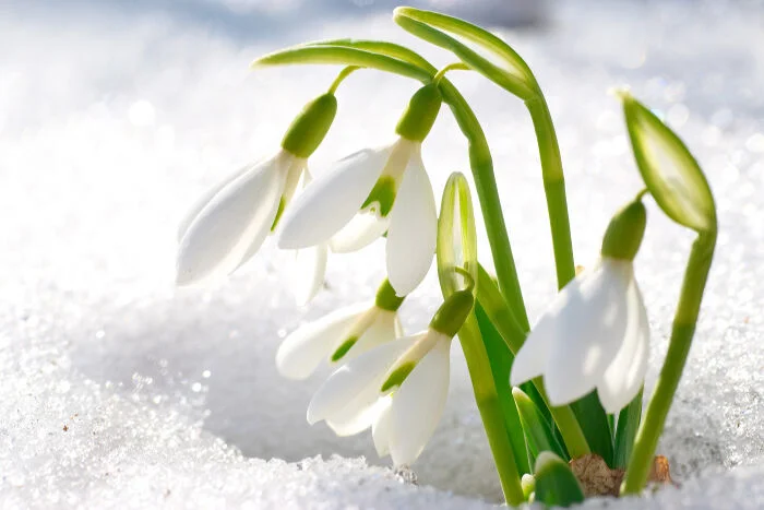Snowdrop