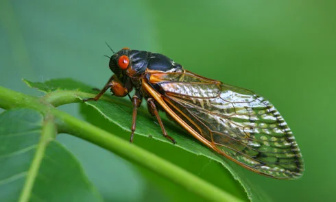 Stars and Cicadas!