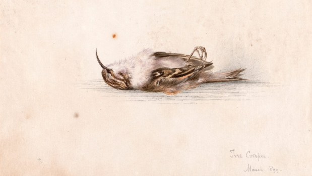 Tree Creeper in a Treeless Land