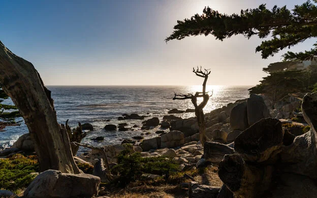 Ghost Trees of Pescadero
