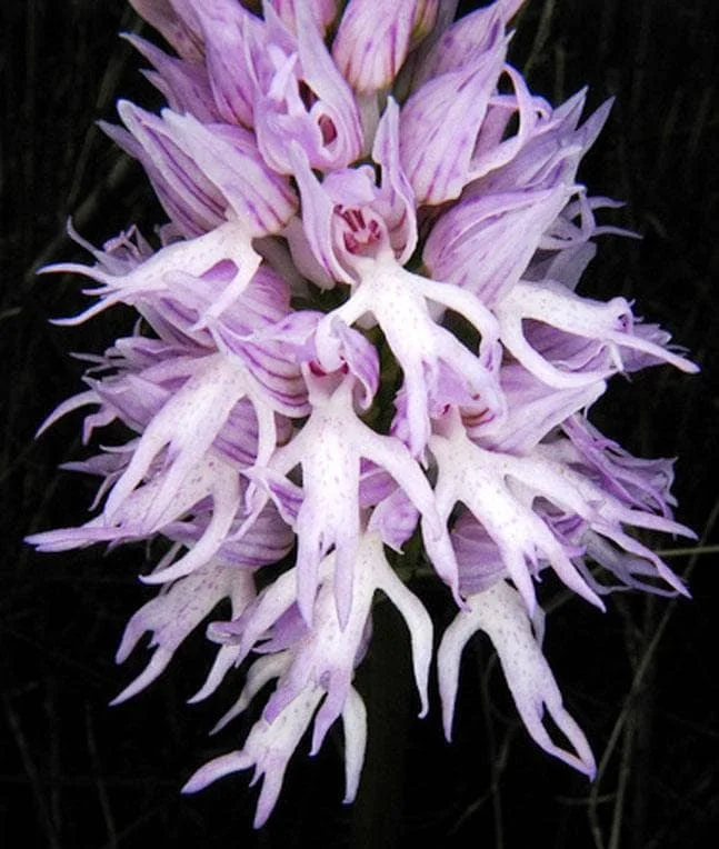 the abominable mystery