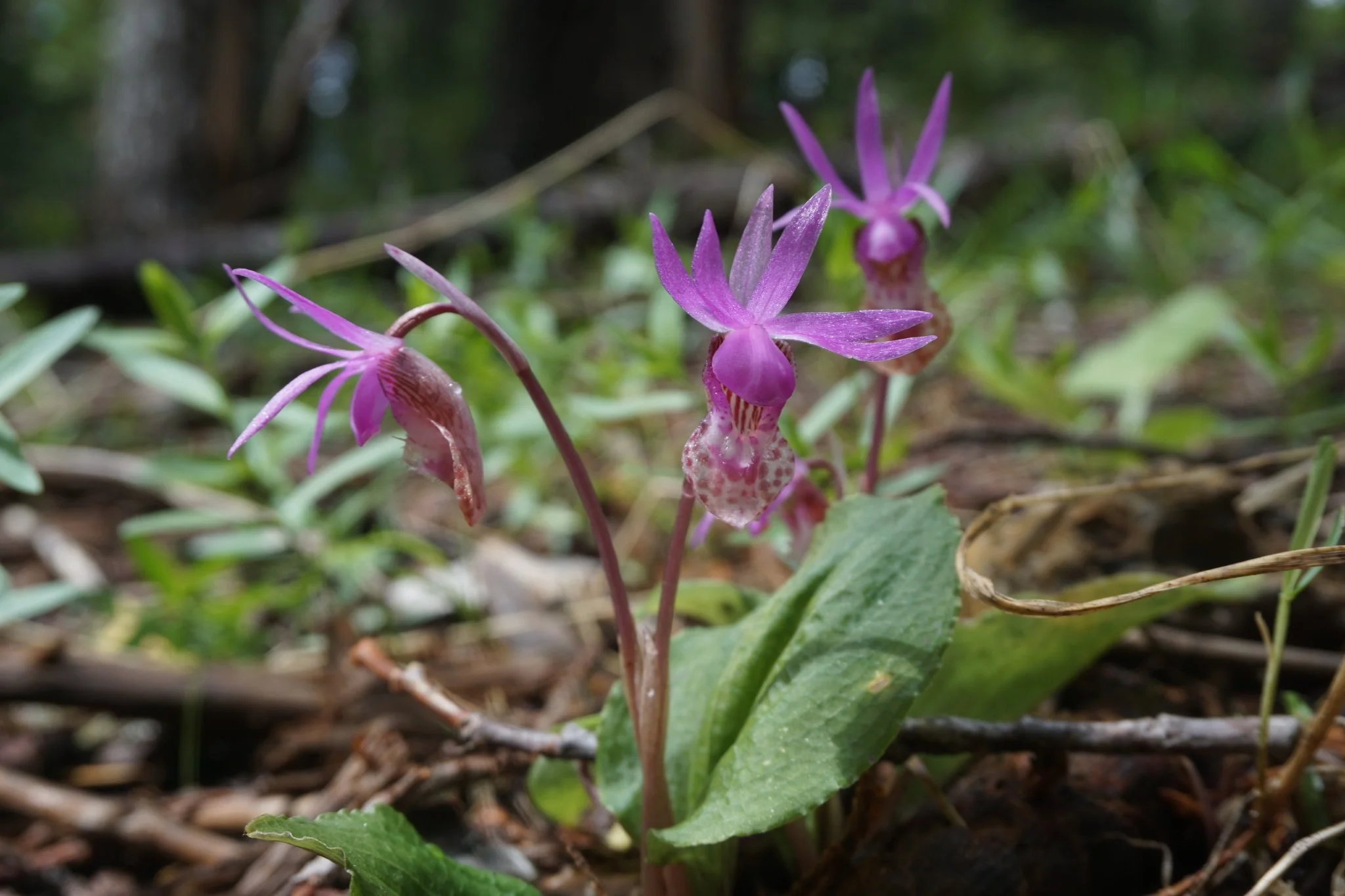Calypso fairy slipper
