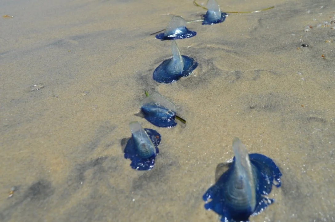 Velella velella