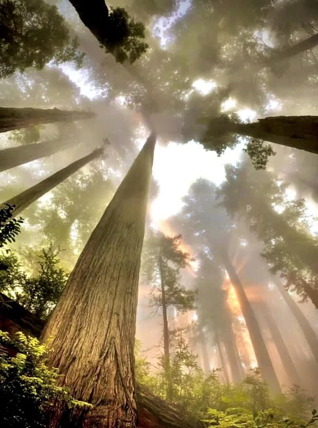 parisology in the middle