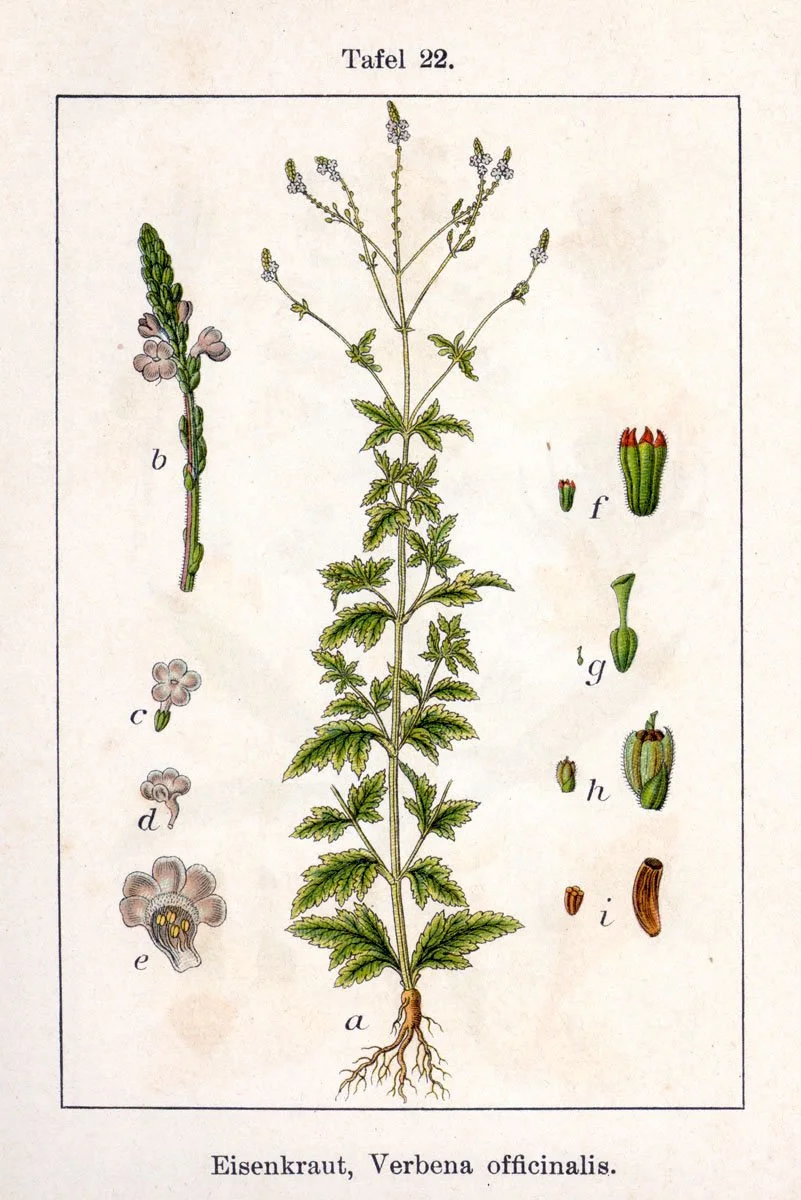verbena