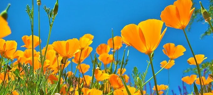 california poppies.jpg