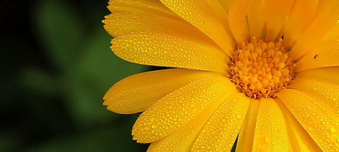 yellow daisy.jpg