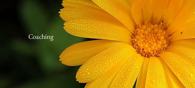 yellow daisy.jpg