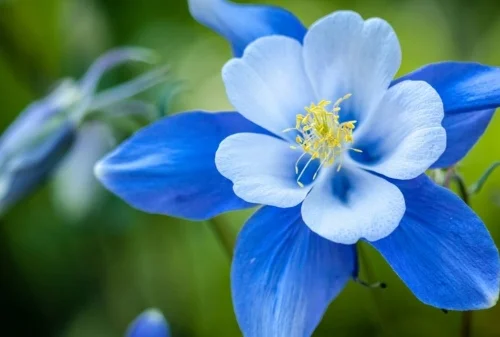 blue flower.JPG