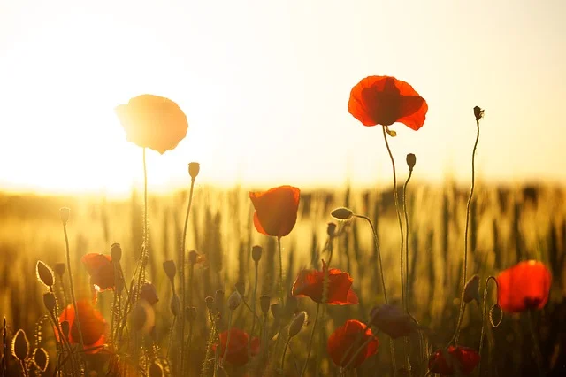 poppy flowers.jpg