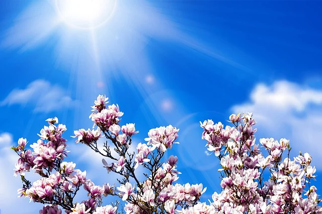 magnolia 2.jpg