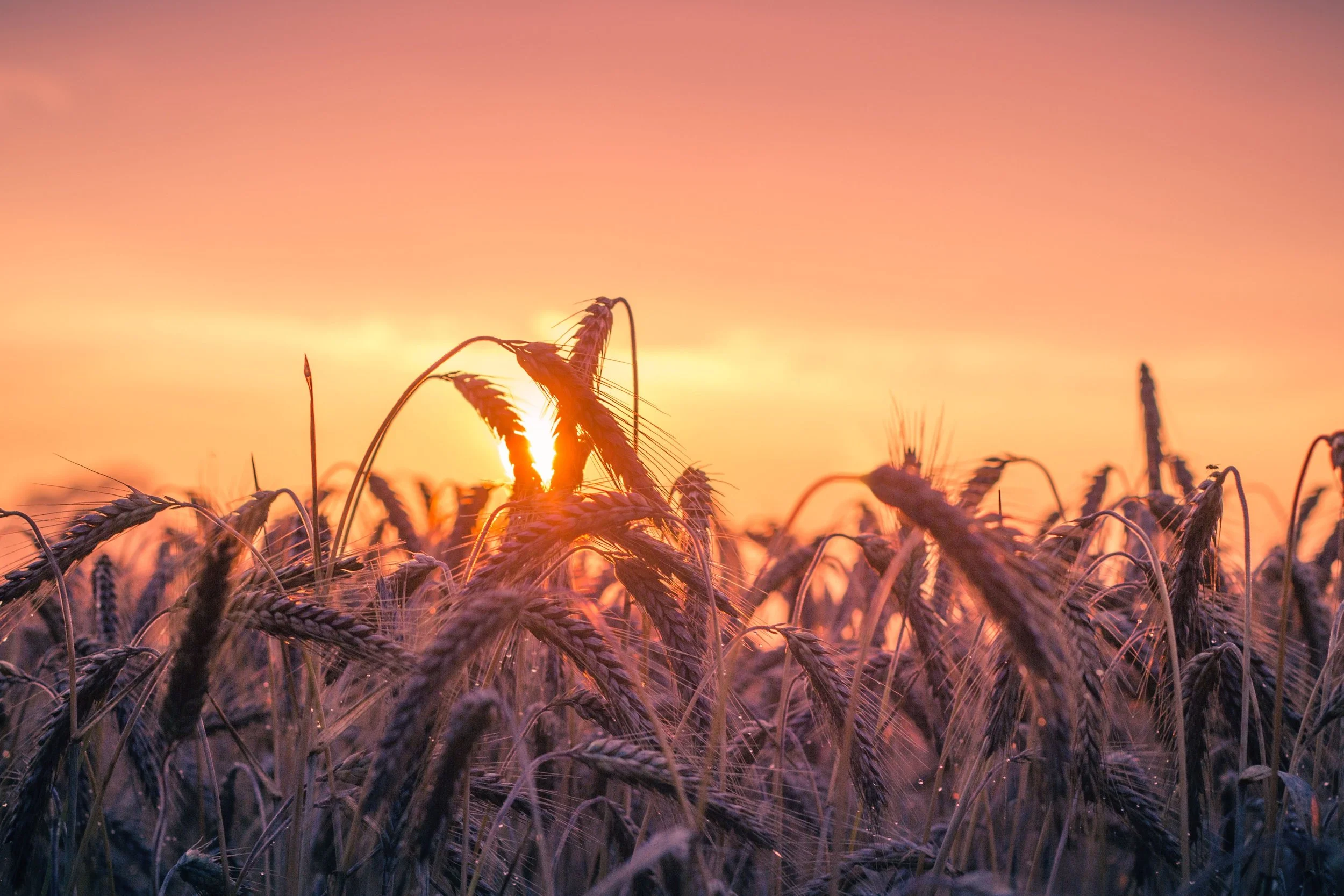 fiield of wheat with sun.jpg