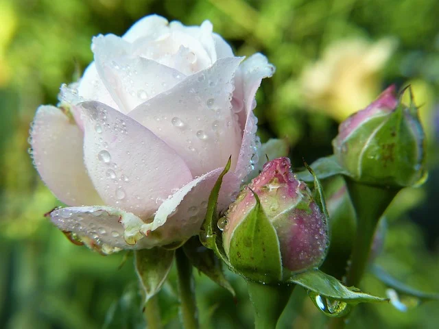 rose with dew.jpg