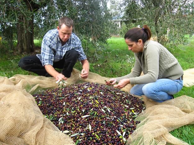 OliveSorting.jpg