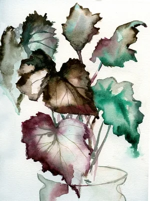 begonias.jpg