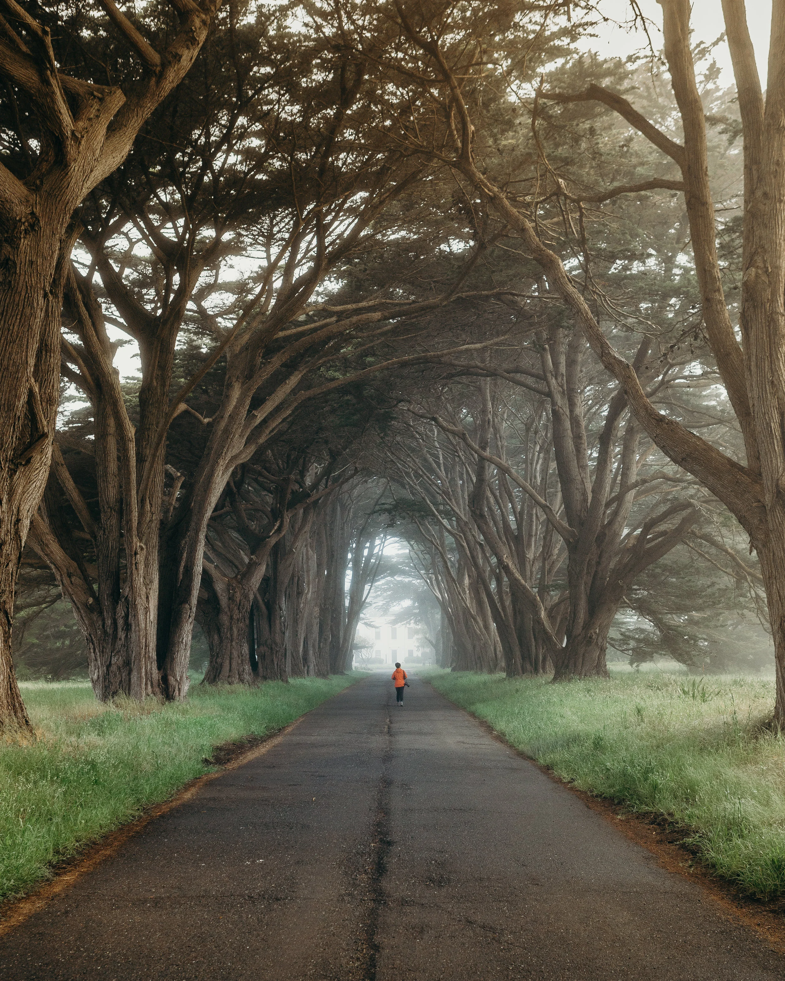 RT - Cypress Tunnel 2.jpg