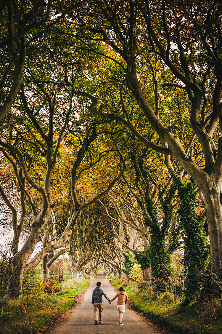 the dark hedges northern ireland